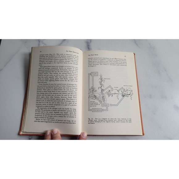 Our Plant Resources - Picture 6 of 10